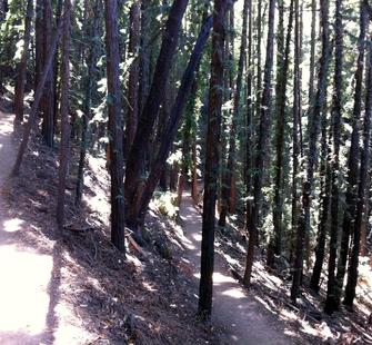 Hiking trails
